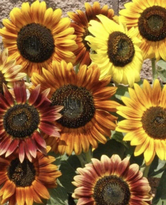 Sunflower Seeds - Autumn Beauty - 200+ Seeds - Helianthus annuus