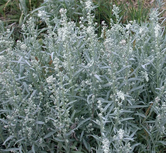 Prairie Sage Seeds for Planting - 50 Seeds - Artemisia ludoviciana - Drought Resistant Perennial Herb