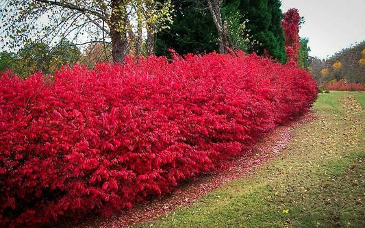 Burning Bush Cuttings Set of 12 Unrooted 6-8 Inches - Euonymus alatus, Ornamental Shrubs for Landscaping