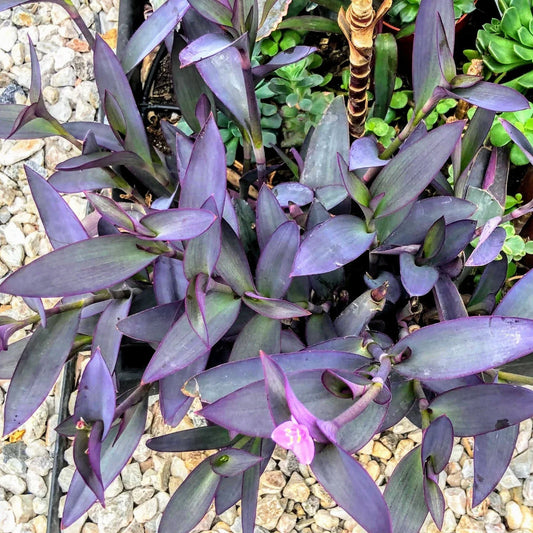 Purple Hearts Plant Cuttings - Tradescantia Zebrina - 5 Cuttings in 2" or 4" Pot - Wandering Jew Variety