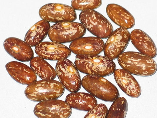 Topcrop Bush Bean Seeds 250+ - Phaseolus vulgaris - Heirloom Variety for Home Gardening, Non-GMO, Vegetable Seeds