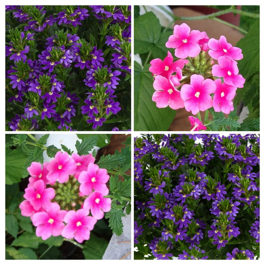 Scaevola Verbena Combo Live Annual Plants, 8 Baby Plugs - Scaevola aemula 'Touch Indigo', Verbena Obsession Cascade Pink