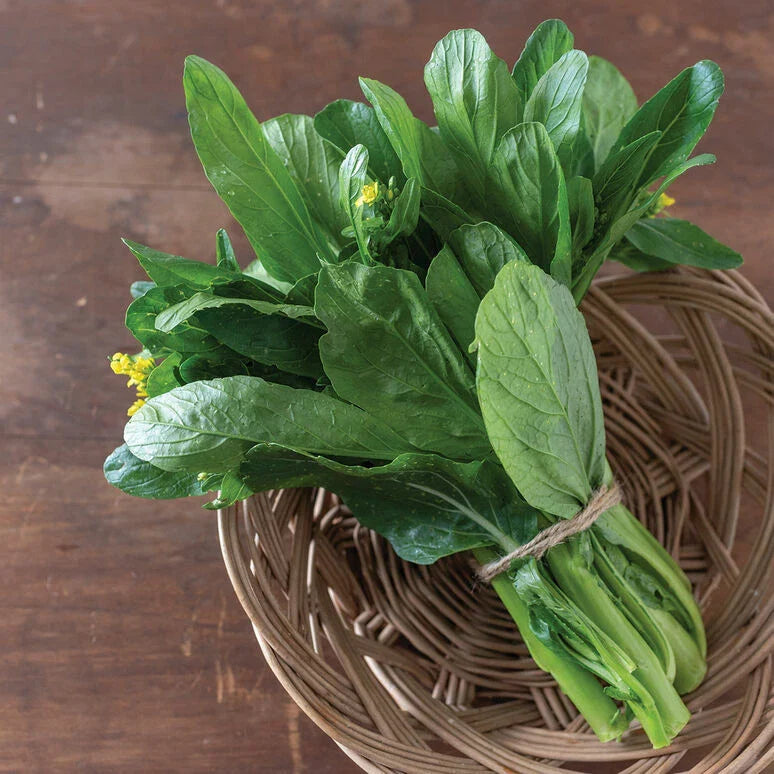Asian Yu Choy Seeds 500 Pack | Heat-Tolerant Choi Sum | Chinese Flowering Cabbage (Brassica rapa subsp. parachinensis)