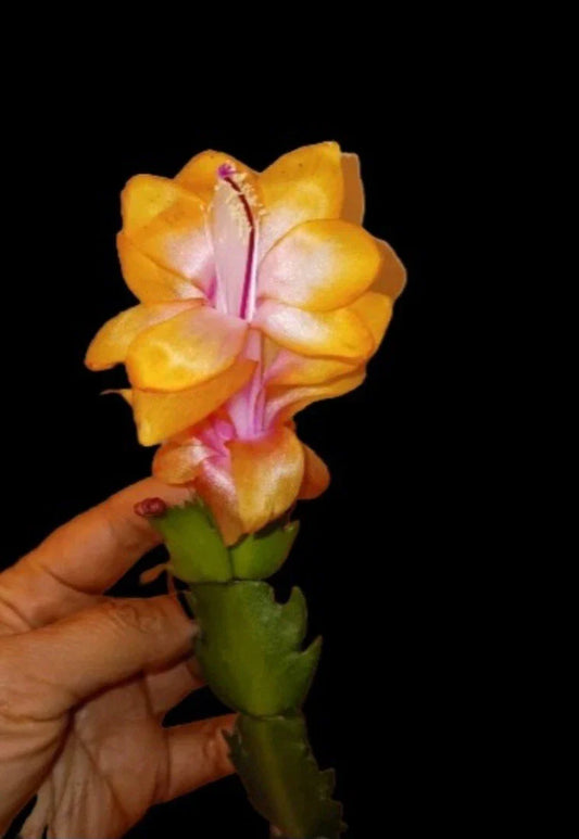 Golden Christmas Cactus Starter Plant, RARE "Bruxas Brasil," Schlumbergera tricolor, Indoor Houseplant, Unique Holiday Decor
