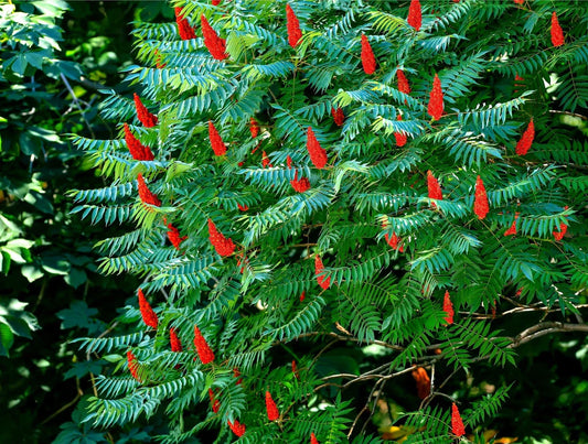 30 Staghorn Sumac Tree Seeds - Rhus typhina - Native Shrub Seeds - Drought-Tolerant, Ornamental Trees