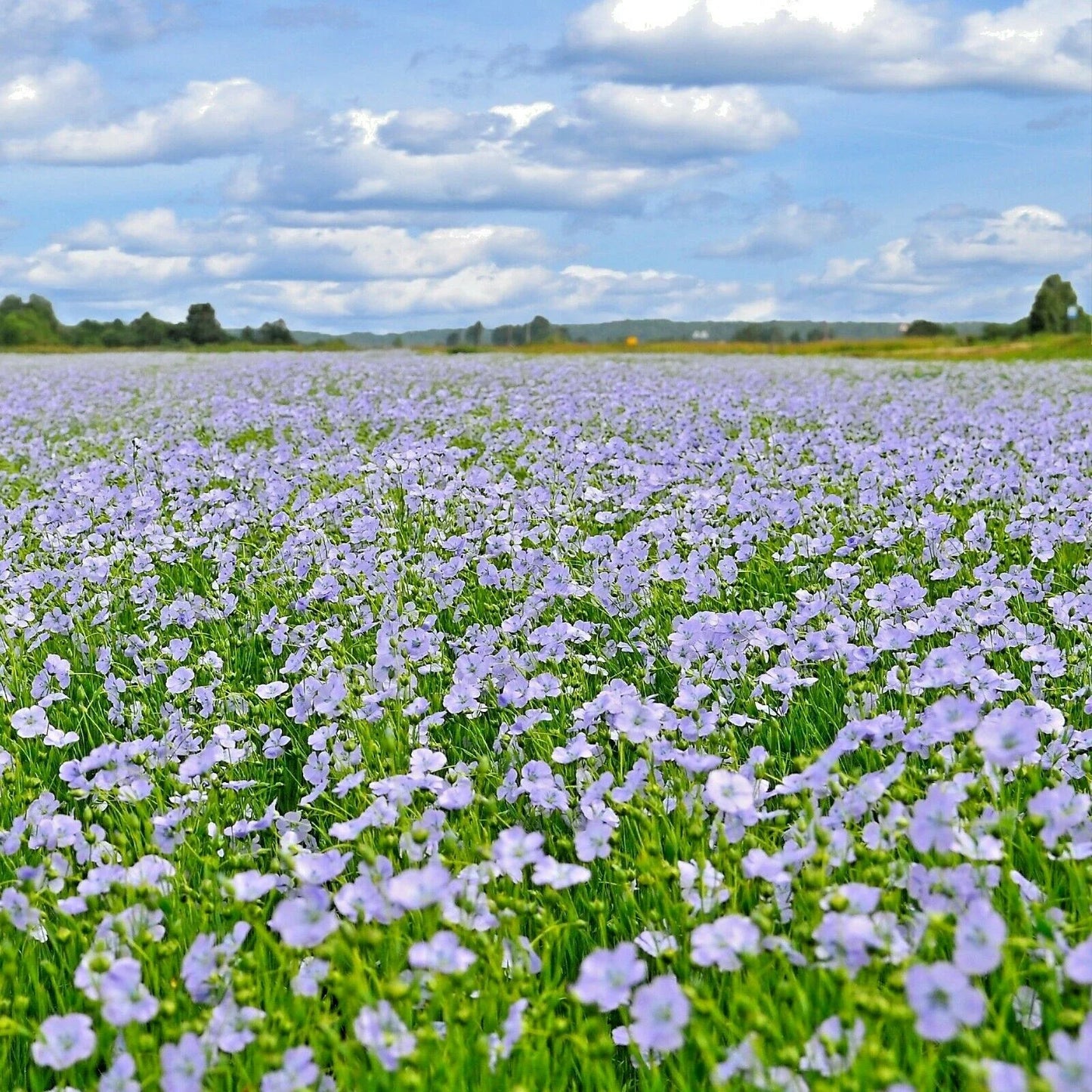 Blue Flax Seeds - 1000+ Perennial Wildflower for Cold & Drought Tolerant Summer Garden (Linum lewisii)