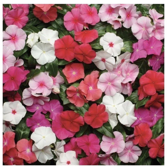 Vinca Seeds - Pacifica XP Mix - 25 Pack - Colorful Annual Flowers - Vinca Rosea