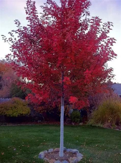 Drummond Red Maple Seedling Plant 10+ Inches Bare Root Acer rubrum Drummondii Live Tree