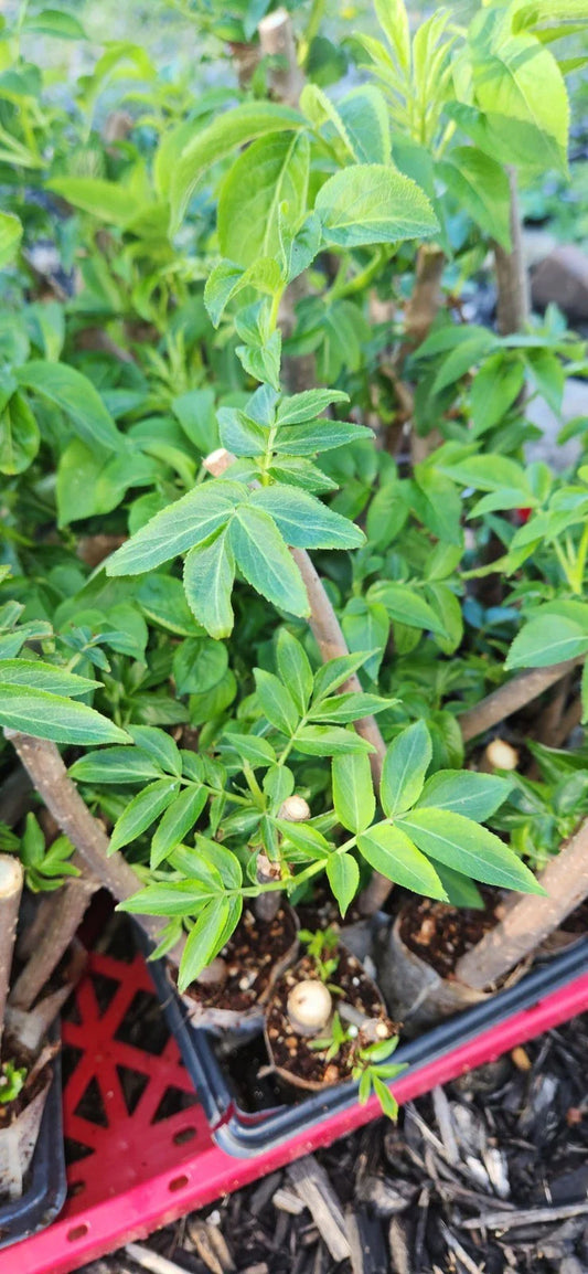 Black Elderberry Plants Live Bush Cuttings - Sambucus - Rooted Cuttings for Garden and Landscape