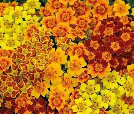 Starfire Marigold Flower Seeds, 50 Seeds, Exotic Colorful Blooms, Tagetes erecta