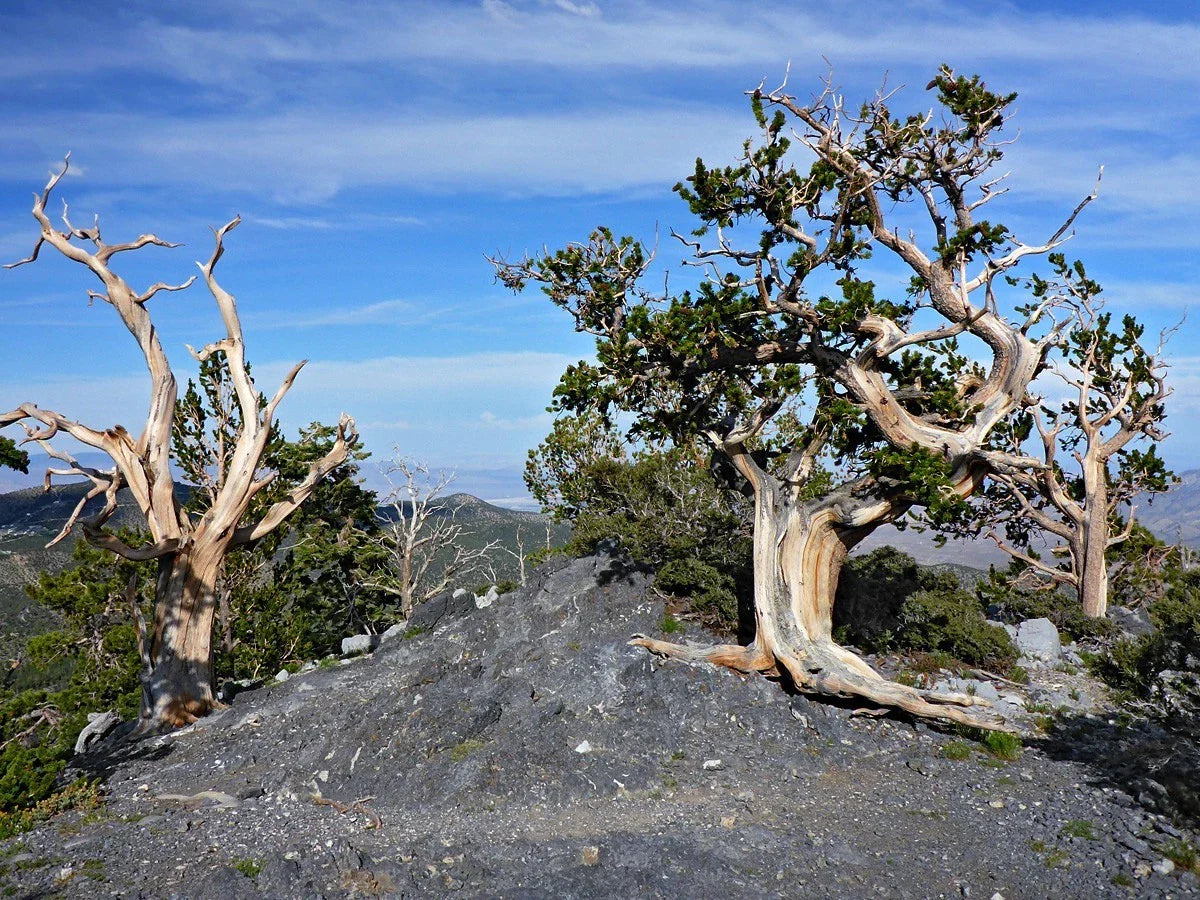 Bristlecone Pine Seeds - 10 Pack - Pinus aristata - Oldest Living Tree in the World - Rare Tree Seeds