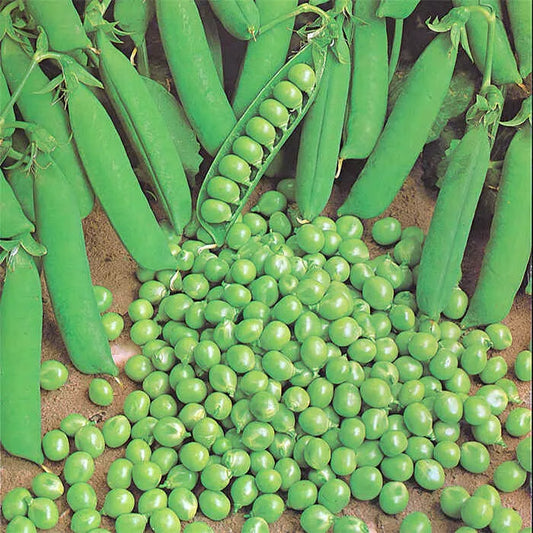 Green Arrow Pea Seeds 25 Ct Heirloom Non-GMO Pod Peas for Vegetable Garden (Pisum sativum)