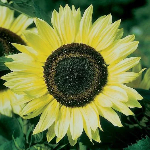 Lemon Queen Sunflower Seeds - 100 Count - Helianthus annuus - High Yield, Bright Yellow Flowers for Planting