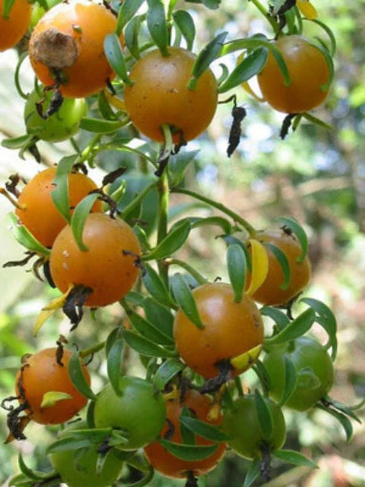 Barbados Gooseberry Seeds - 5 Rare Rose Cactus Seeds - Pereskia aculeata - Exotic Cacti Variety