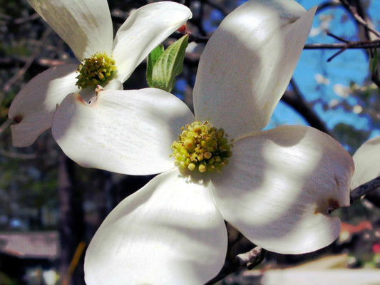 Dogwood Tree Seeds - 10 Pack - Flowering Dogwood Seeds - Cornus florida