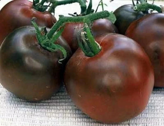 Black Prince Tomato Seeds - 10+ Heirloom Organic Rare Variety - Perfect for Home Gardening