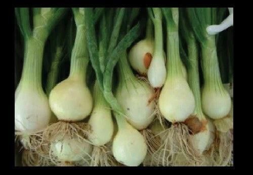 Bunching Onion Seeds - Rare Japanese White - Select 25 to 1000 Seeds - Nebuka Evergreen (Allium fistulosum)