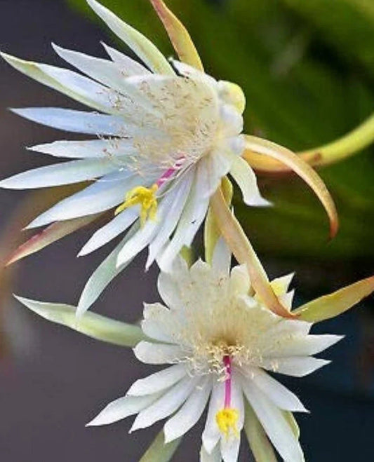 Epiphyllum Hookeri Orchid Cactus Live Plant - Rooted 4-5 Stems in 2.5" Pot - Unique Tropical Houseplant