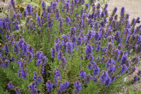 Hyssop Seeds - Fresh Perennial Herb Seed for Planting - Hyssopus officinalis