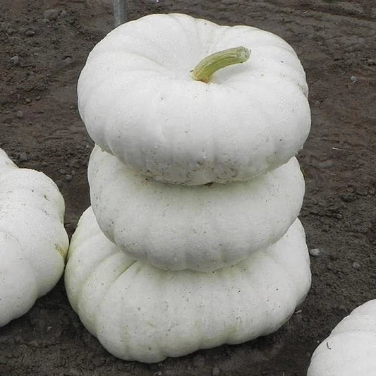 White Flat Stacker Pumpkin Seeds for Planting - 10 Seeds - Cucurbita pepo