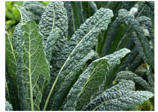 Organic Black of Tuscany Kale Seeds - Heirloom Italian Variety - Brassica oleracea var. sabellica