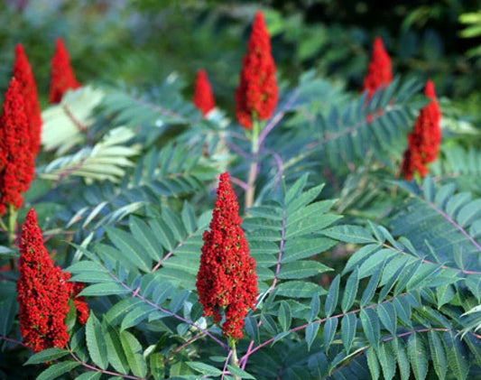 Staghorn Sumac Seeds - 50 Count Rhus typhina - Native Drought-Tolerant Plant for Landscaping and Erosion Control