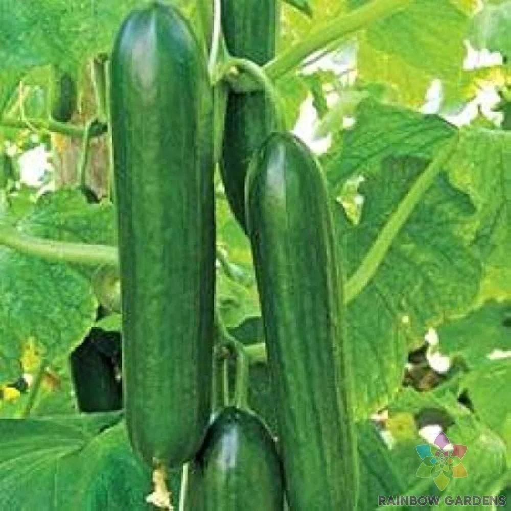 Sultan Cucumber Seeds - 25+ Pack - Heirloom Variety - Cucumis sativus - Ideal for Garden Planting, USA