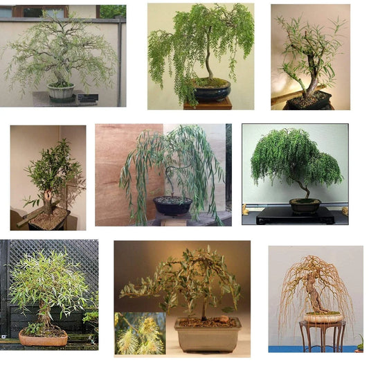 Ultimate Bonsai Bundle - 9 Types of Exotic Willow - Salix spp. - Ideal for Indoor/Outdoor Growing