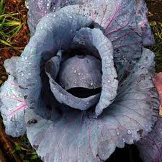 Red Acre Cabbage Seeds, Heirloom Non-GMO, 500 Seeds, Brassica oleracea