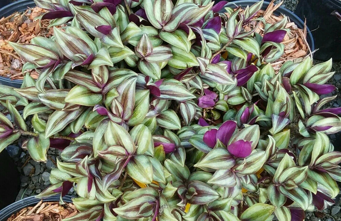 Organic Wandering Jew Cuttings 5 Pack - Tradescantia Zebrina - Indoor Plant, Easy Care, Variegated Foliage