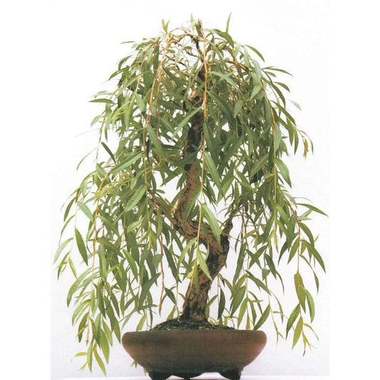 Weeping Willow Bonsai Tree Cutting - Gold Bark, Vibrant Green Foliage - Salix babylonica
