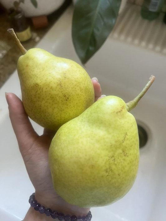 Bartlett Pear Seeds - 5 Pack, Green Fruit, Easy Grow Edible, Non-GMO, Perfect for Smoothies, Pyrus communis