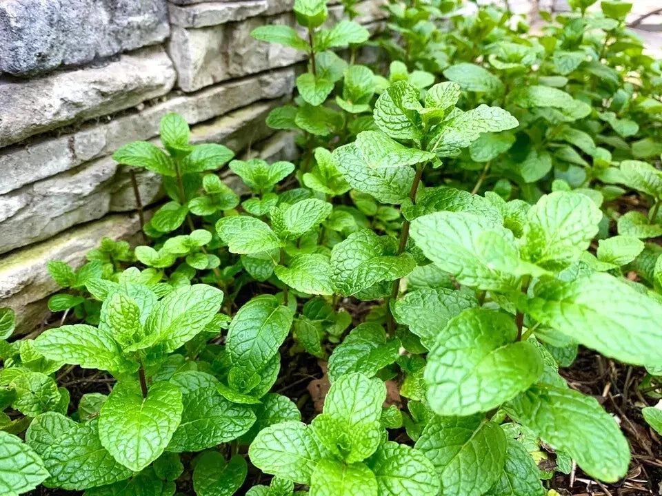 Mint Seeds - 500+ Count - Fresh Culinary Herb - Mentha spp. - 2024 Harvest - USA Grown