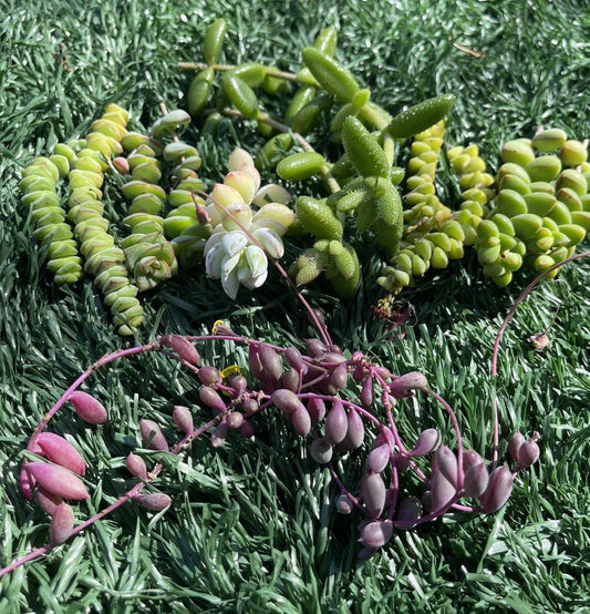 Succulent Cuttings Set | 7 Varieties | Easy to Grow Succulents | Ideal for Plant Lovers
