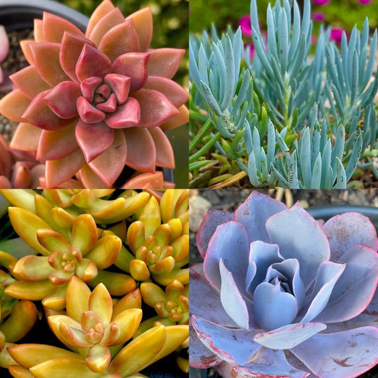 Rainbow Succulent Bundle - 4 Colorful Live Succulents/Cuttings - Variety May Vary - Perfect for Home Decor & Gifts