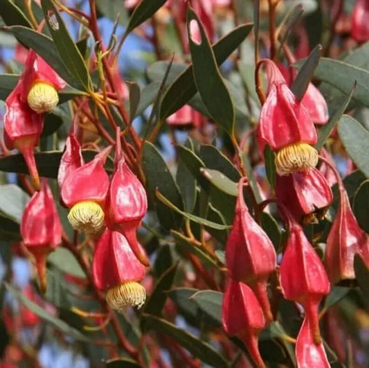 Fuchsia Gum Tree Seeds - 10 Seeds - Eucalyptus forrestiana - Ideal for Planting