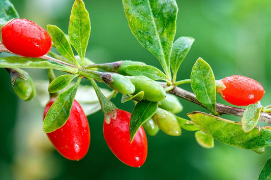 Goji Berry Seeds for Planting | Wolfberry | Organic Superfood Seeds | Nutrient-Rich | Lycium barbarum