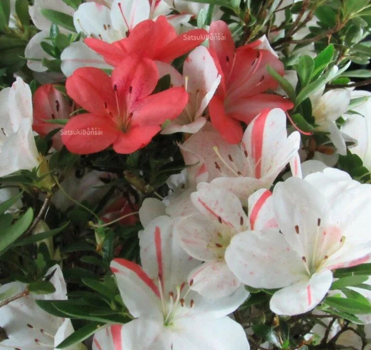 Azalea Starter Plant - White & Peach Striped - Rhododendron Deciduous - Perfect for Gardens and Landscaping