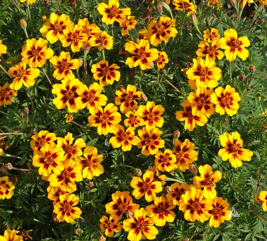 Naughty Marietta Marigold Seeds - 25+ Pack - Colorful Garden Flowers - Tagetes patula - USA