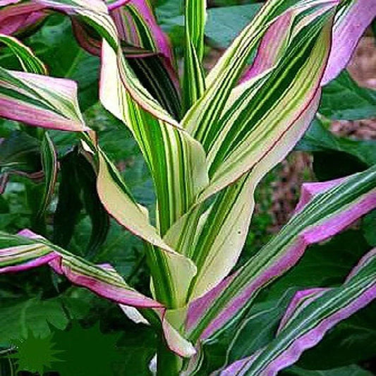 Candy Striped Corn Seeds - Non-GMO - Pack of 20 Seeds - Zea mays - Colorful Sweet Corn for Planting