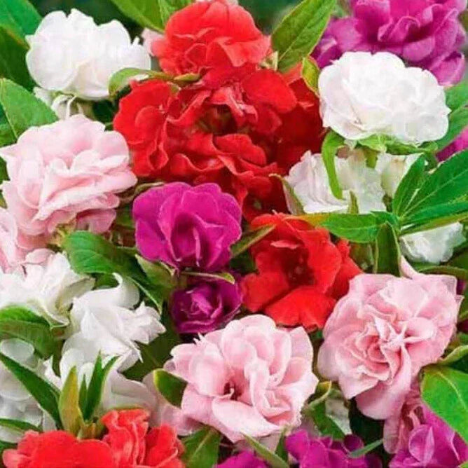 Impatiens Seeds Mix | Non-GMO | 50-1,000 Seeds | Camelia Flowered Variety | 1262