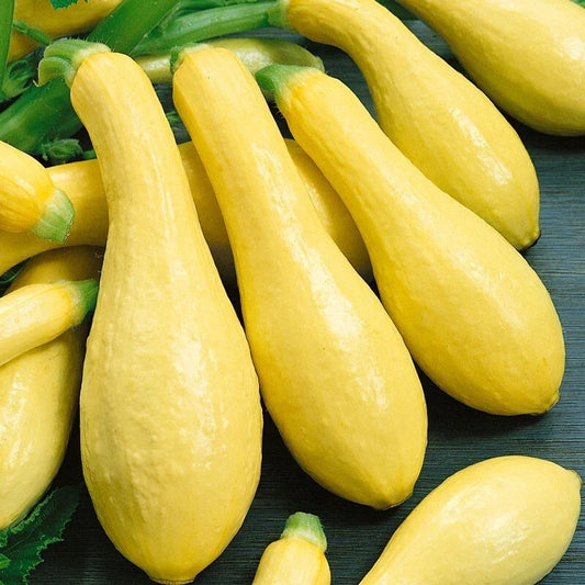 Prolific Straightneck Squash Seeds - Heirloom Variety - Choose Packet Size - Cucurbita pepo