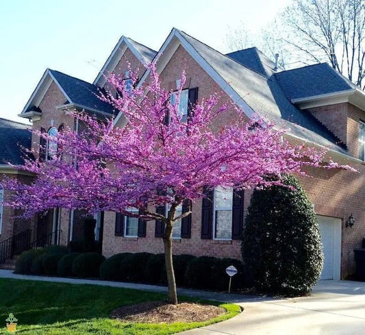 Eastern Redbud Cuttings - 15 Thin Cuttings - Cercis Canadensis - Beautiful Tree Propagation