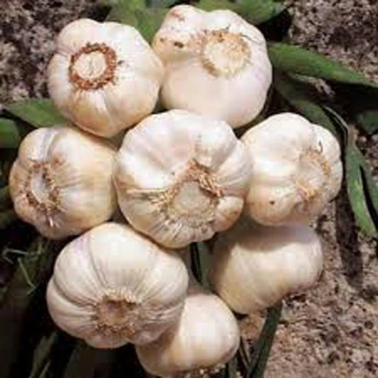 Fresh California Softneck Garlic Bulbs - 10 Count - Allium sativum - Ideal for Planting & Growing