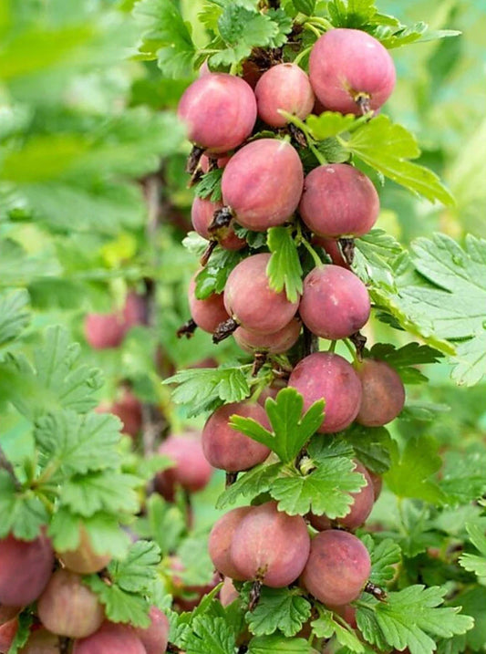Jeanne Gooseberry Plant - 1 Live Rooted Edible Shrub - Ribes hirtellum - Zones 3-7