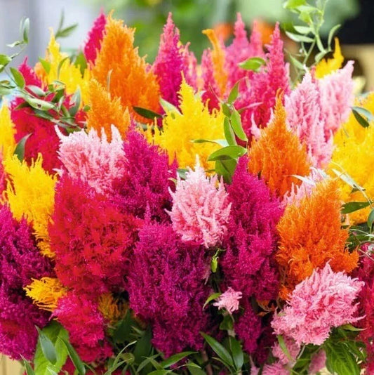 Pampas Plume Seeds - 200 Mixed Color Celosia Seeds for Planting - Vibrant Decorative Grass