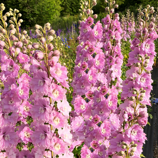 Pink Queen Larkspur Seeds - Light Pink Blush Pastel - Delphinium ajacis - Ideal for 2025 Planting