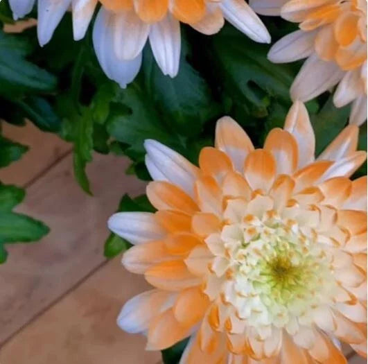 Citrus Spice Mum Seeds - 200+ Chrysanthemum Flower Seeds, Colorful Annual Bloom, Perfect for Garden Planting