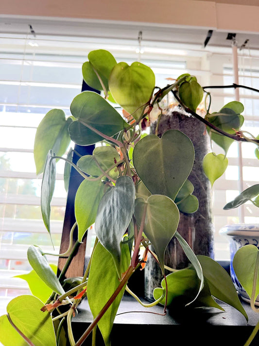 Heart Leaf Philodendron Cuttings - 10X Unrooted Live Plant - Philodendron hederaceum