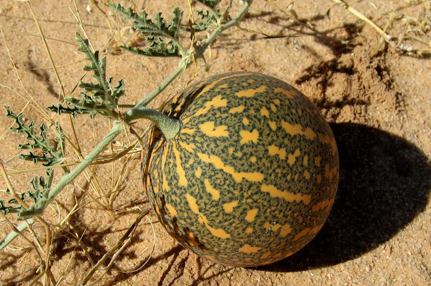 Colocynth Bitter Apple Seeds - 15-300 Seeds - Citrullus colocynthis - Bitter Cucumber Vine of Sodom